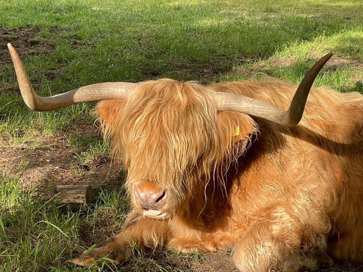 The Bearded Goat Den - A Rural Retreat At This Modern Holiday Cottage Saint Leonards Kültér fotó
